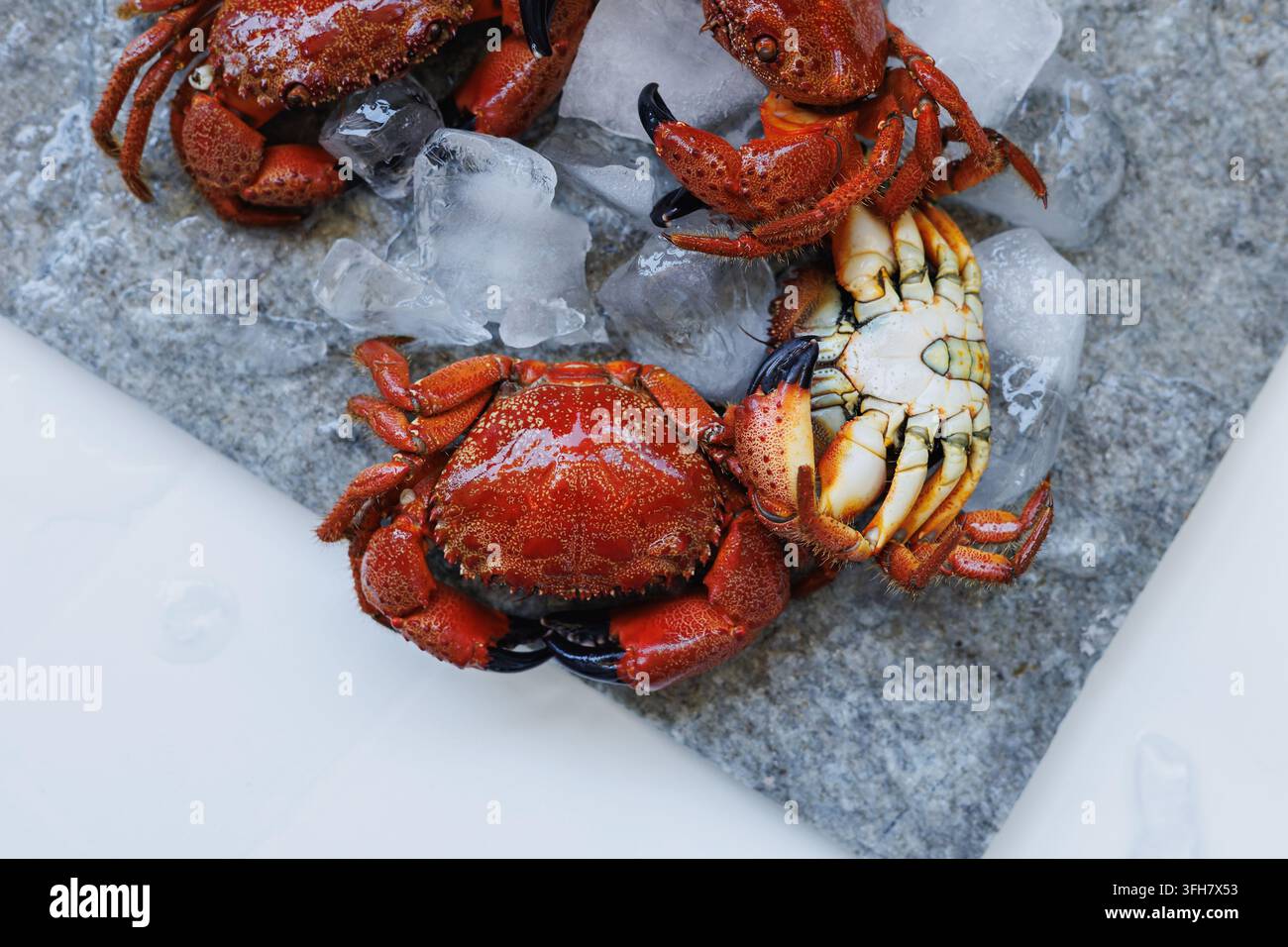 Crabes rouges réfrigérés sur une assiette en pierre glacée Présentation de restaurant de fruits de mer Banque D'Images