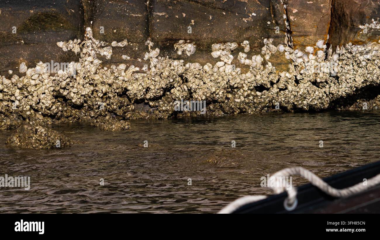 Barnes sur la paroi rocheuse de l'eau côtière marine nette Banque D'Images