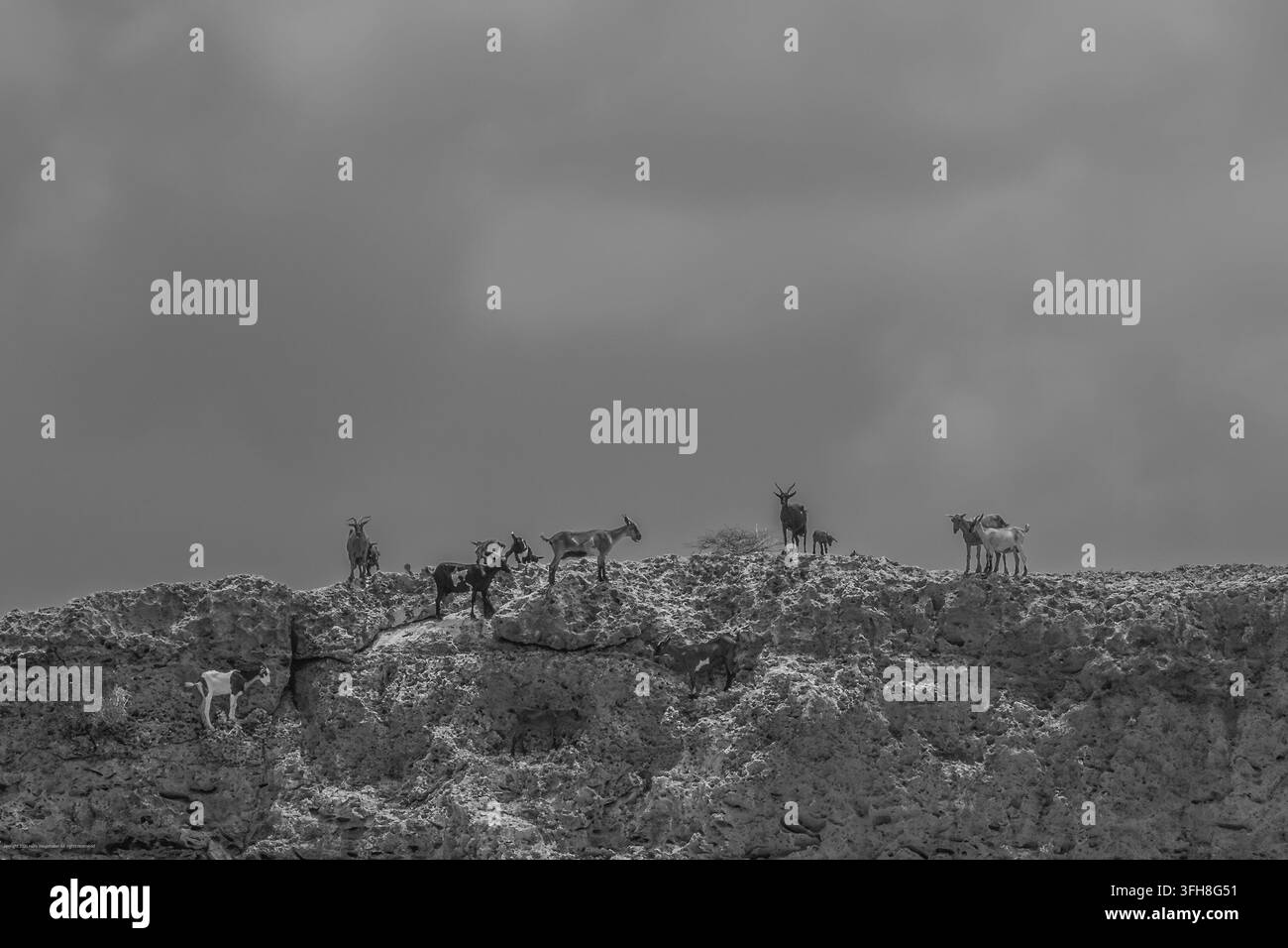 Chèvres sur les falaises, Boca Prins Aruba noir et blanc Banque D'Images