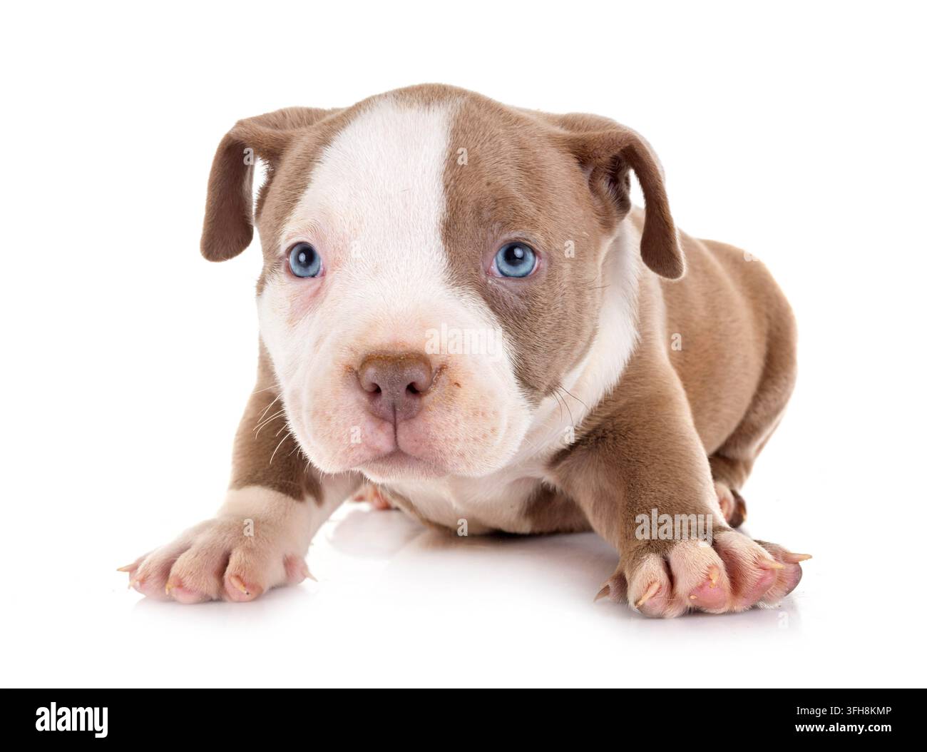 Chiot american bully in front of white background Banque D'Images