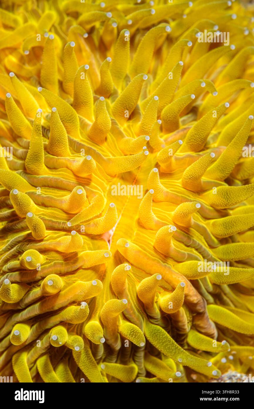 Corail champignon, Danafungia horrida, détroit de Lembeh, Nord-Sulawesi, Indonésie, Pacifique Banque D'Images
