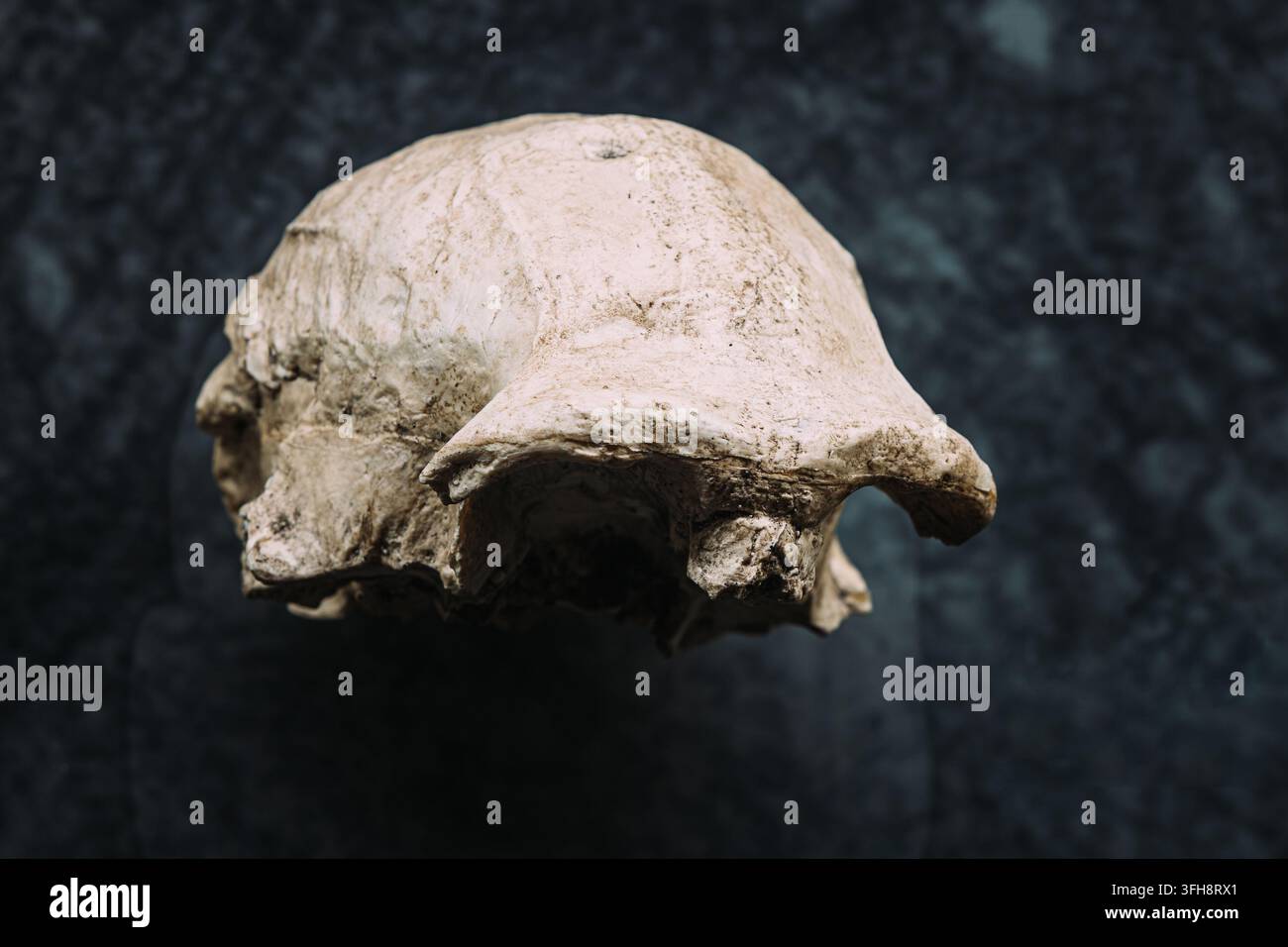 Crâne fossile, Crâne Dmanisi 1, Homo erectus, Géorgie. Banque D'Images