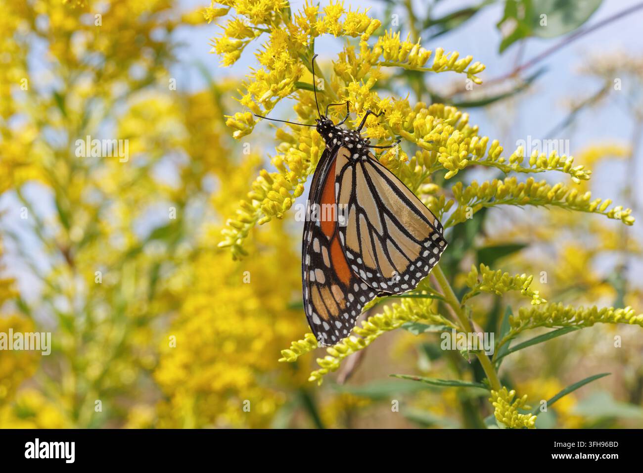 Un papillon monarque (Danaus Plexippus) sur des fleurs de verge d'or (Solidago) dans le comté de Lee, Iowa Banque D'Images
