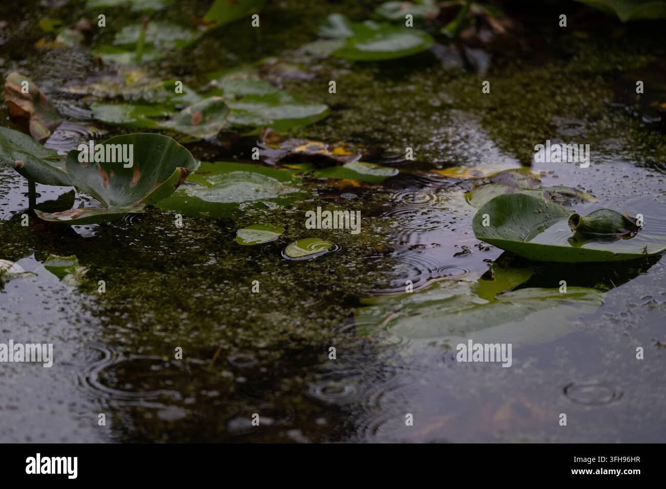 Nénuphars flottant à la surface d'un étang sombre avec des ondulations circulaires qui se chevauchent, des reflets et une végétation aquatique subtile. Composition naturelle atmosphérique combinée Banque D'Images