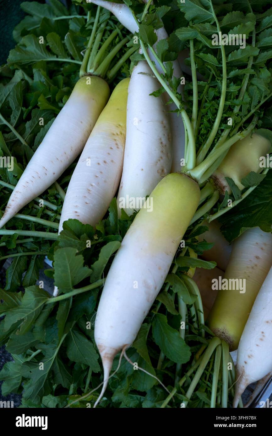 Radis daikon japonais frais (根), un légume de base culinaire utilisé pour les « otsukemono » (marinés) et dans une variété de plats et de soupes, Japon. Banque D'Images