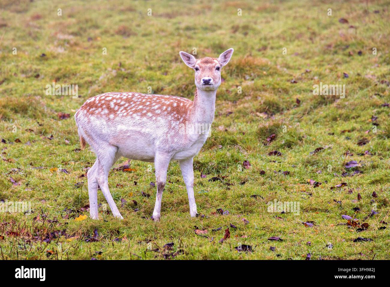 Cerf fauve debout sur une prairie Banque D'Images
