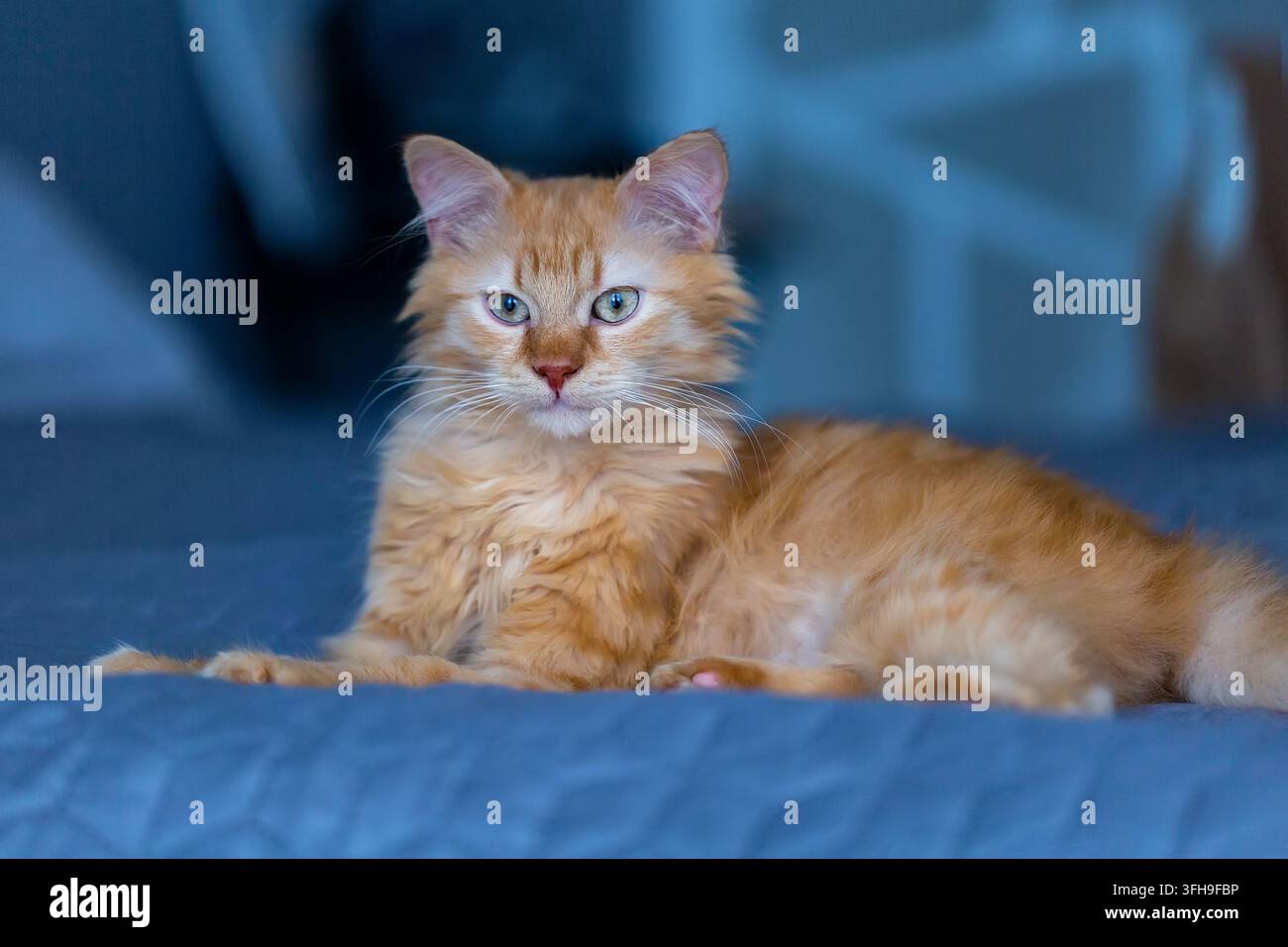 Chat roux et duveteux couché à l'intérieur regardant la caméra Banque D'Images