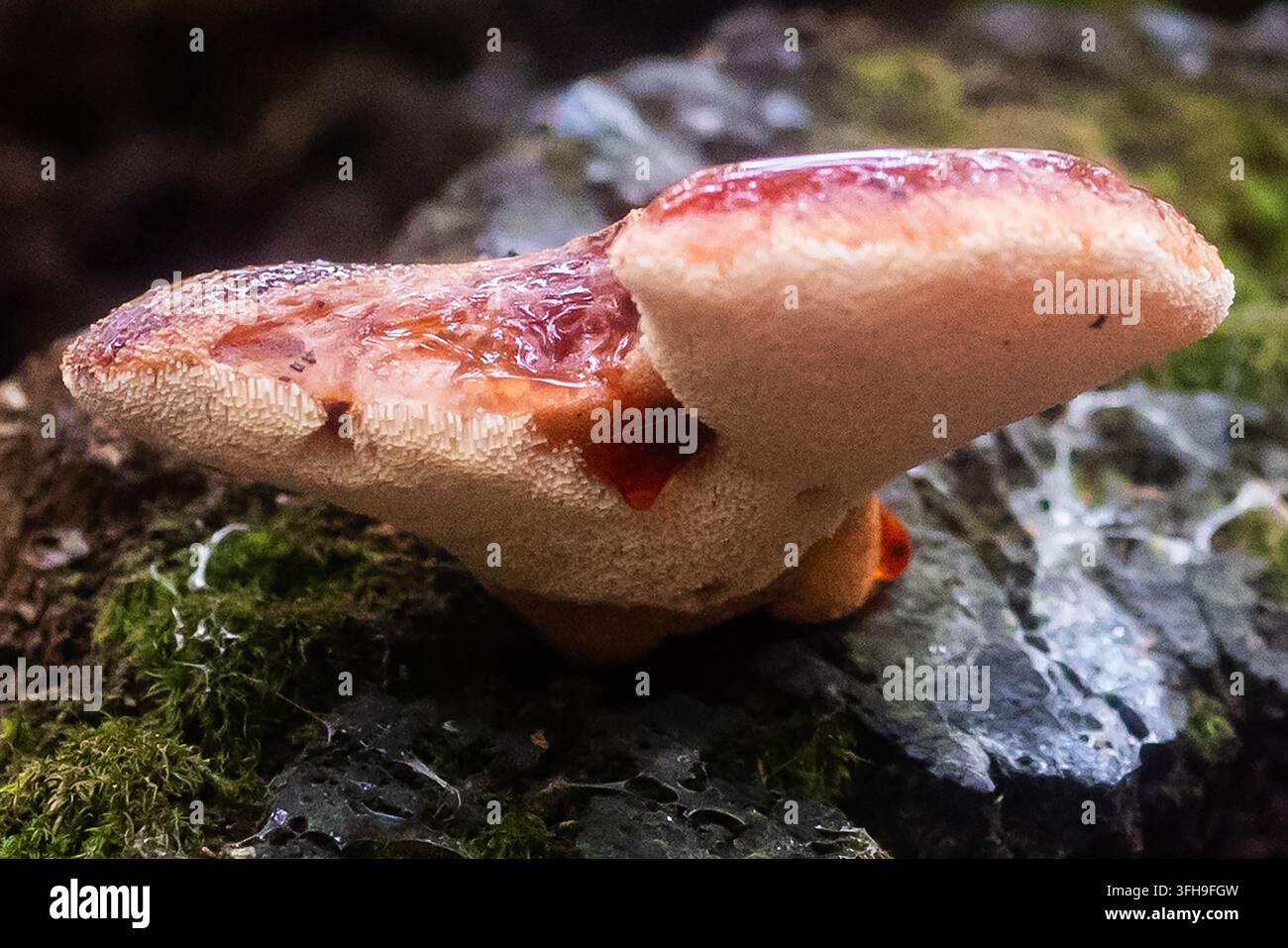 Champignon à steak de bœuf dégoulinant dans la mousse Banque D'Images