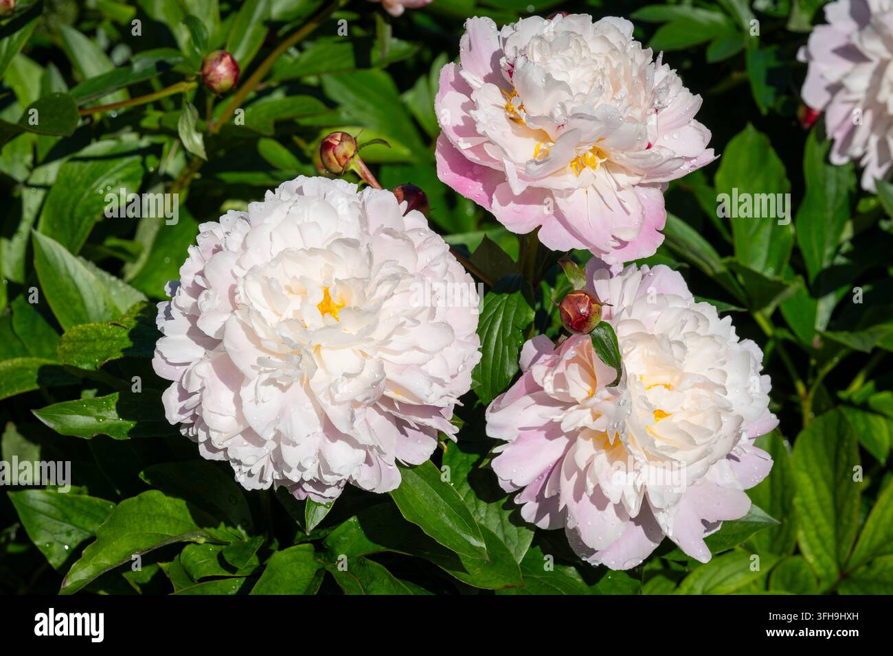 Paeonia lactiflora ‘Raspberry Sundae’, une pivoine parfumée aux grandes fleurs blanches crème et pleines. Des gouttes d’eau fraîches accentuent les pétales froissés. Banque D'Images