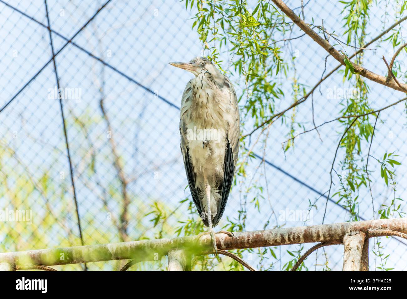 On tree branch permanent Heron Banque D'Images