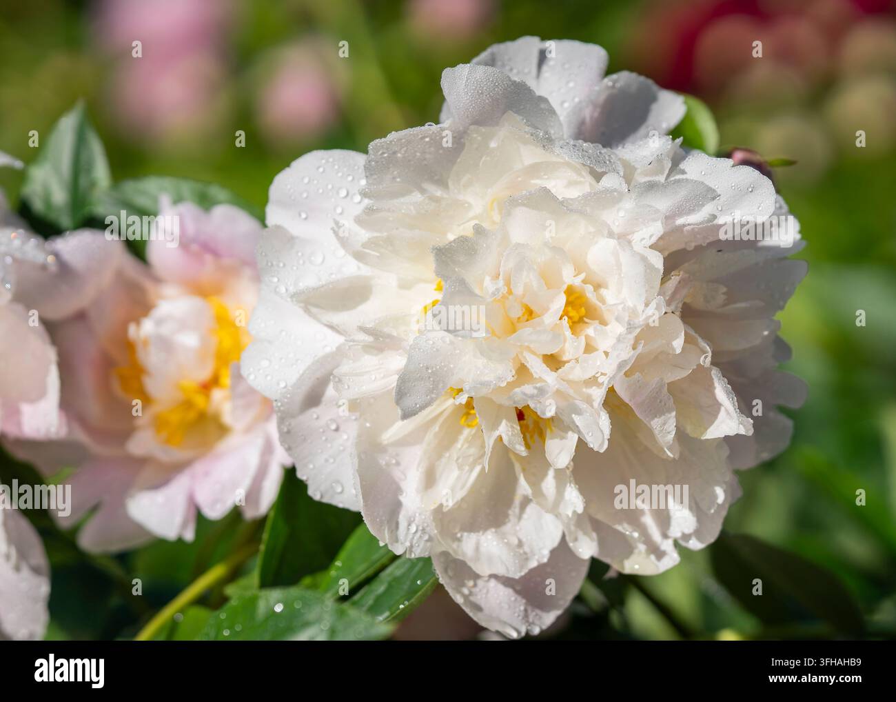 Paeonia lactiflora ‘Festiva Maxima‘, une pivoine herbacée historique aux grandes fleurs blanches entièrement doubles, marquées de taches cramoisies occasionnelles. Banque D'Images
