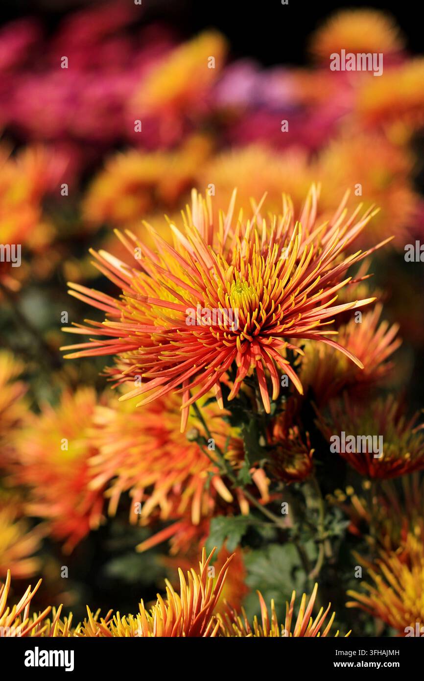 Tête de fleur de chrysanthème à aiguilles orange avec des pétales pointus et fins sur un fond flou doux de fleurs colorées du jardin automnal. Banque D'Images