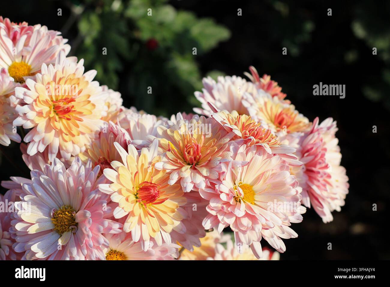 Fleurs de chrysanthème rose pâle avec des étamines jaunes brillant sous une douce lumière naturelle du matin dans un jardin d'automne. Banque D'Images