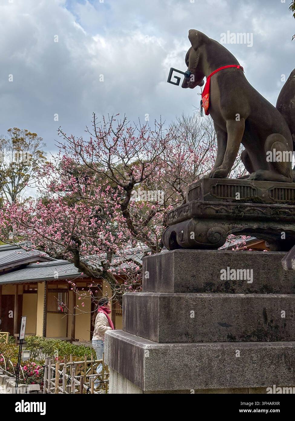 Une statue de renard gardien Kitsune en pierre avec une clé dans la bouche au sanctuaire de Fushimi Inari pendant la floraison printanière. Banque D'Images