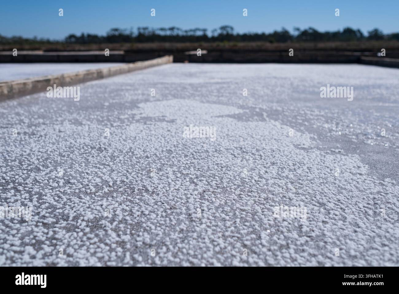 Cristaux de sel marin blanc se formant dans une cuve d'évaporation dans une marais salant traditionnel Banque D'Images