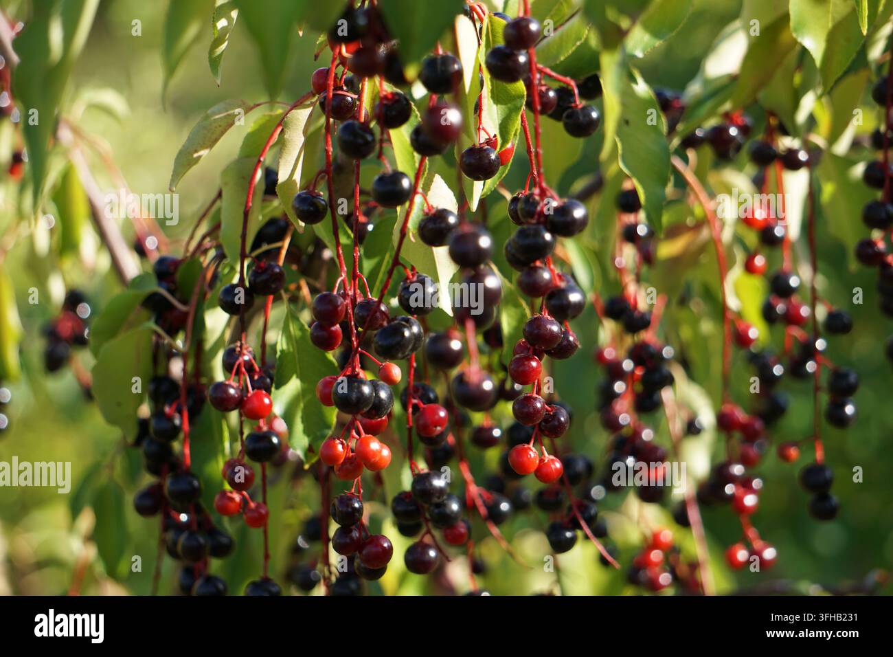 Close-up de cerises noires sauvages (Prunus serotina) pendantes à une branche Banque D'Images