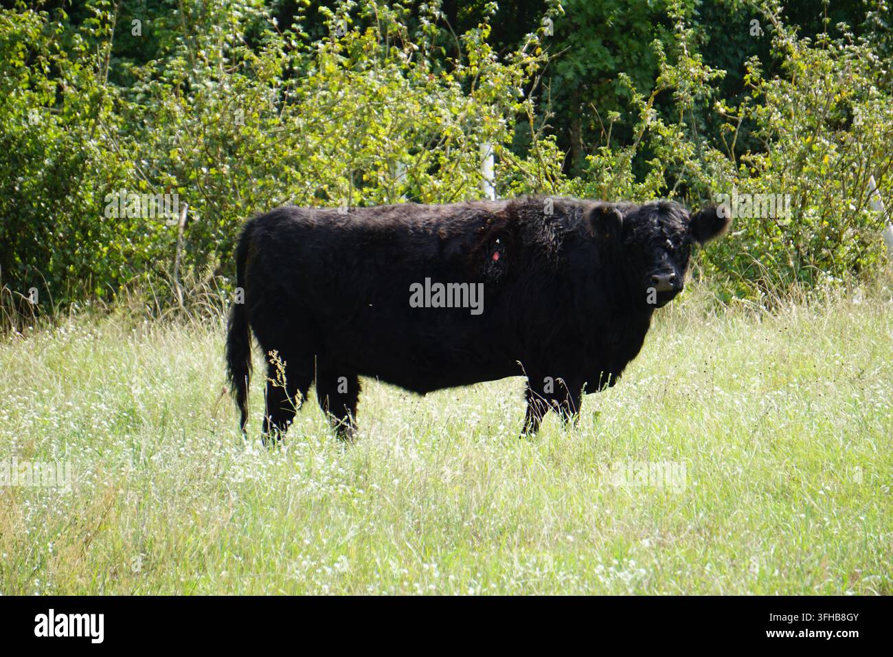 Image d'une vache noire Aberdeen Angus debout dans un pré à Schönower Heide, Brandebourg, Allemagne Banque D'Images