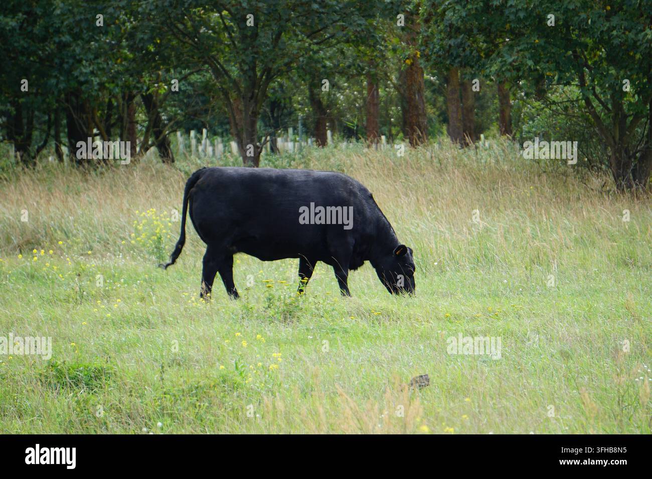 Image d'un Aberdeen Angus noir paissant dans un pâturage verdoyant à Schönower Heide, Brandebourg, Allemagne Banque D'Images