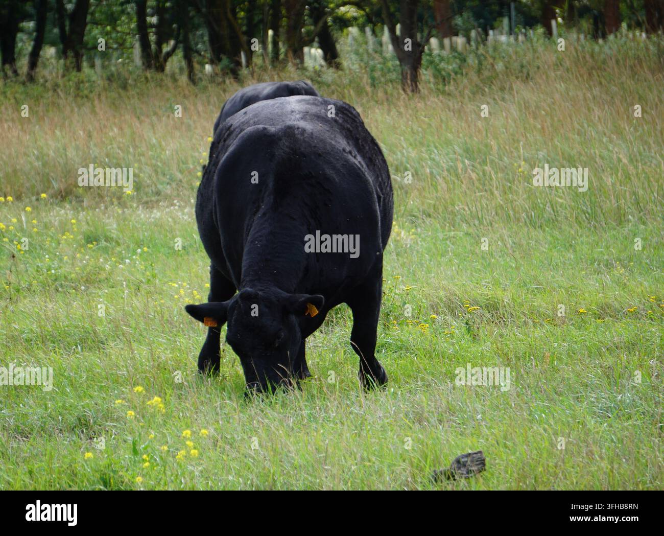Un énorme taureau Aberdeen Angus noir broute sur un pâturage vert. Banque D'Images