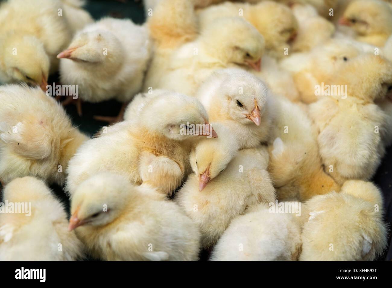 Vue rapprochée de poussins jaunes et duveteux rassemblés créant un fond naturel de ferme et d'agriculture avec une texture douce et un espace de copie suita Banque D'Images
