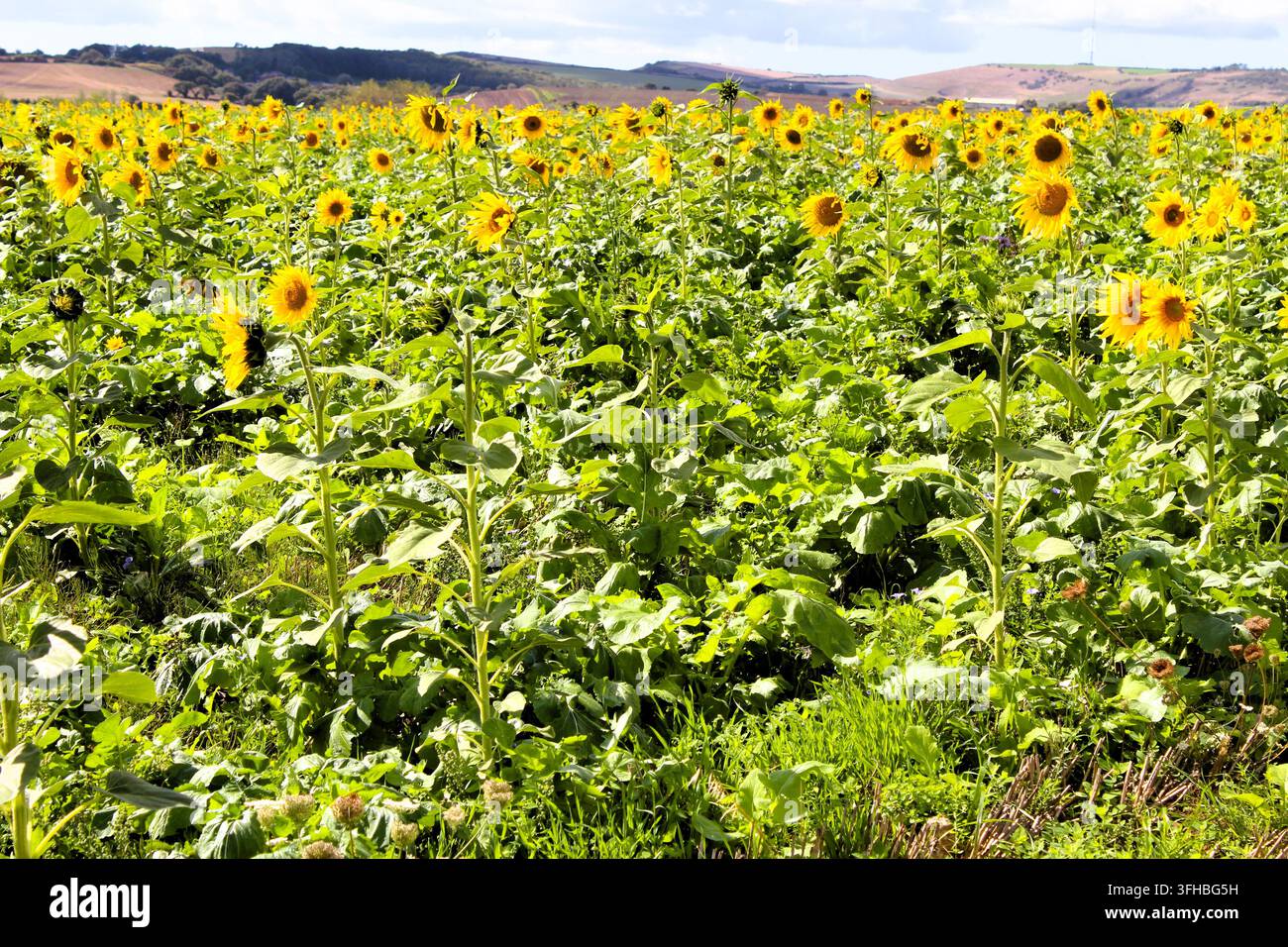 Tournesols dans un champ, Royaume-Uni Banque D'Images
