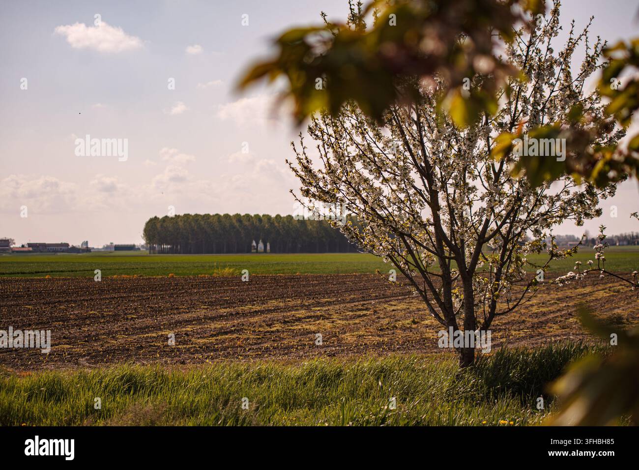 Arbre fruitier en fleurs au premier plan surplombant des champs fraîchement labourés et des pâturages verts, horizon bordé de peupliers avec des bâtiments agricoles lointains sous un b Banque D'Images