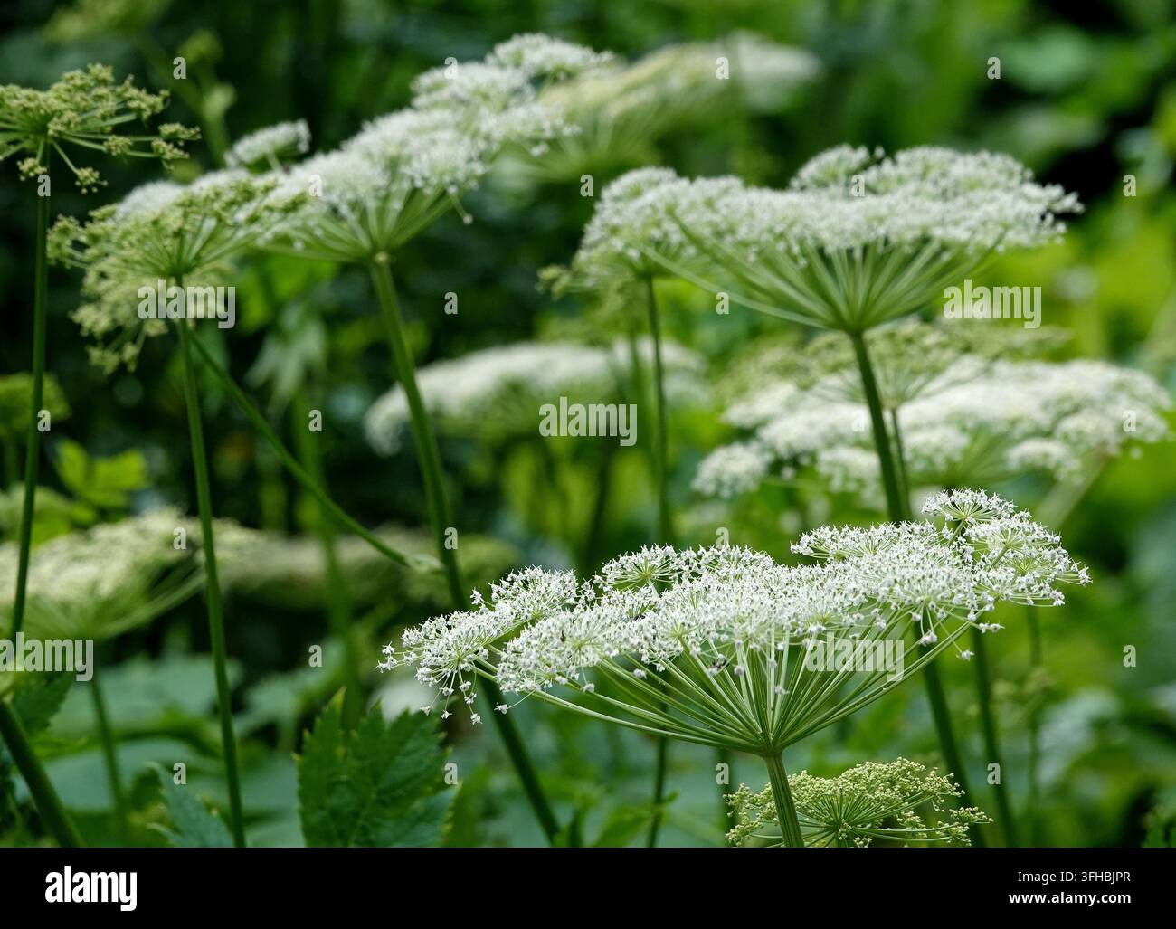 Grossissement de fleurs d'angelique sauvage ou de grande consoude en éclosion avec ombelle blanche dans un contexte de prairie estivale verdoyante Banque D'Images