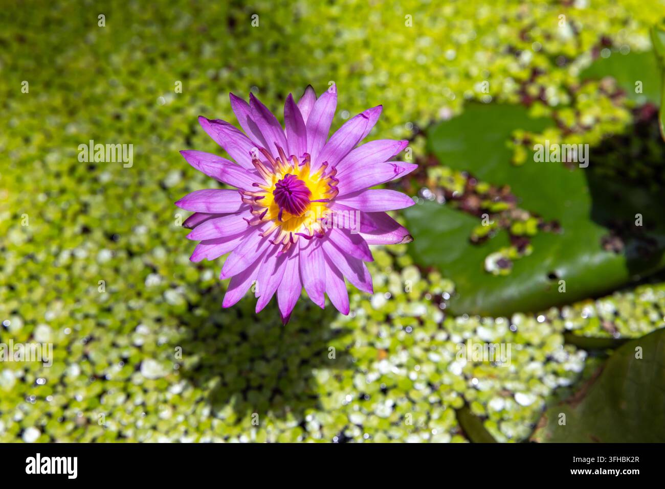 Lotus bleu. Fleur de lys vibrante émerge au-dessus d'un étang vert tapissé de lentilles d'eau et de nénuphars, mettant en valeur un centre jaune vif et des pétales délicats en Banque D'Images
