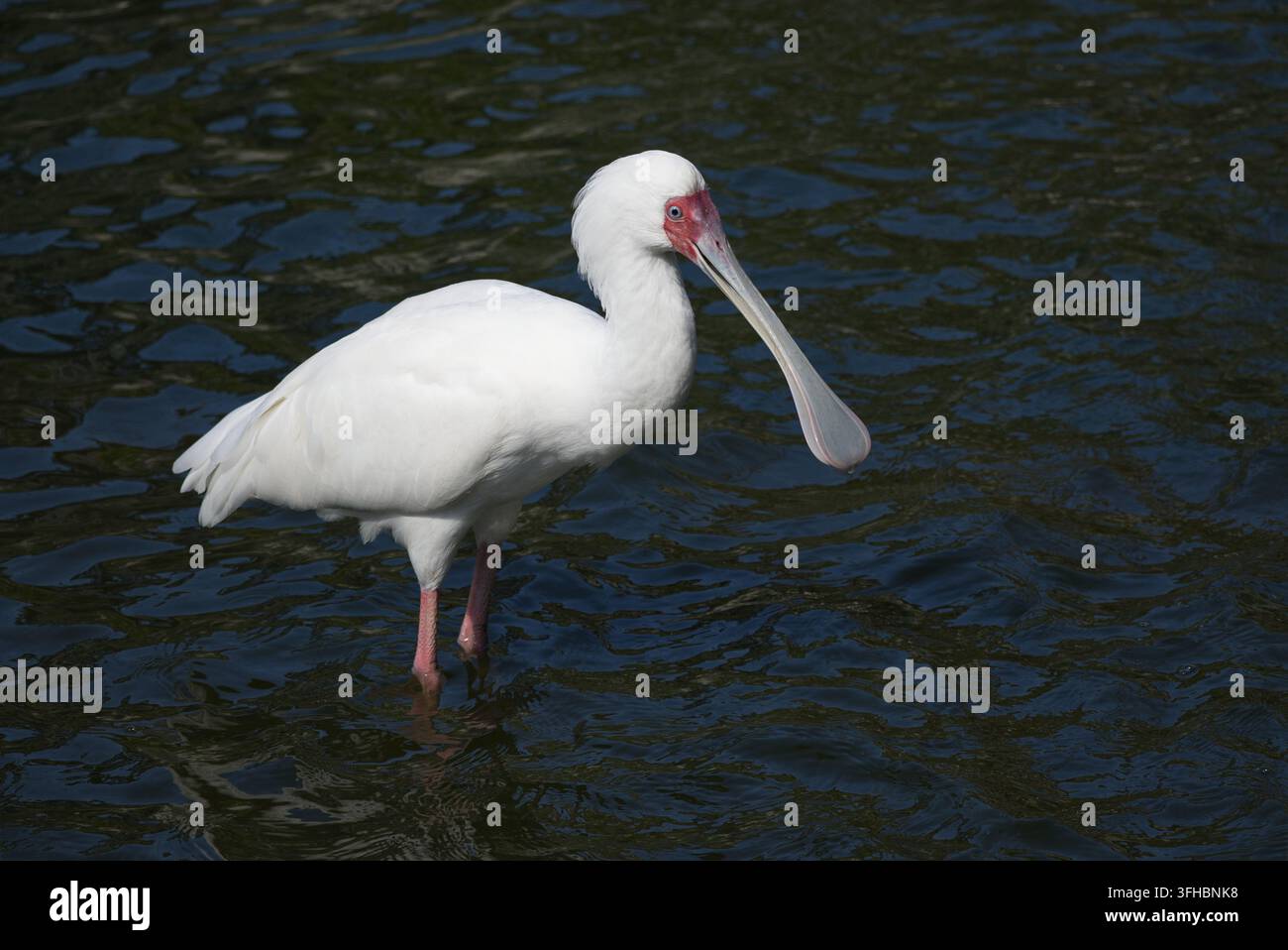 Portrait en corps entier d'un spatule d'Afrique (Platalea alba) avec un plumage blanc et un visage rouge distinctif, debout dans l'eau bleu foncé. Banque D'Images