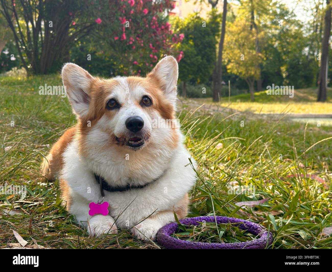 Corgi gallois prêt à rapporter un jouet d'entraînement en plein air Banque D'Images