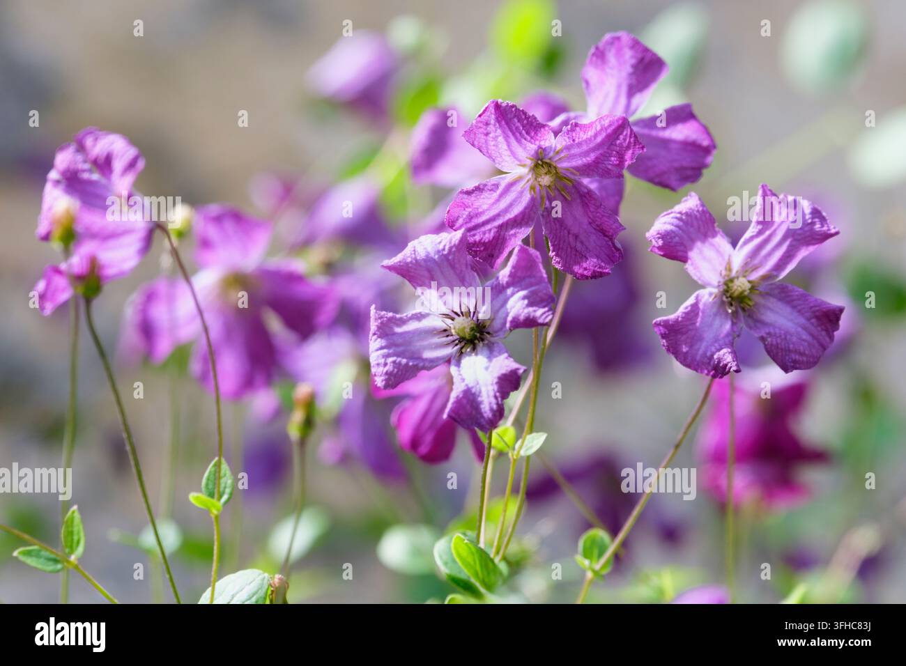 Clematis viticella, fleurs simples en forme de cloche, quatre larges fleurs mauves, anthères jaune crème Banque D'Images