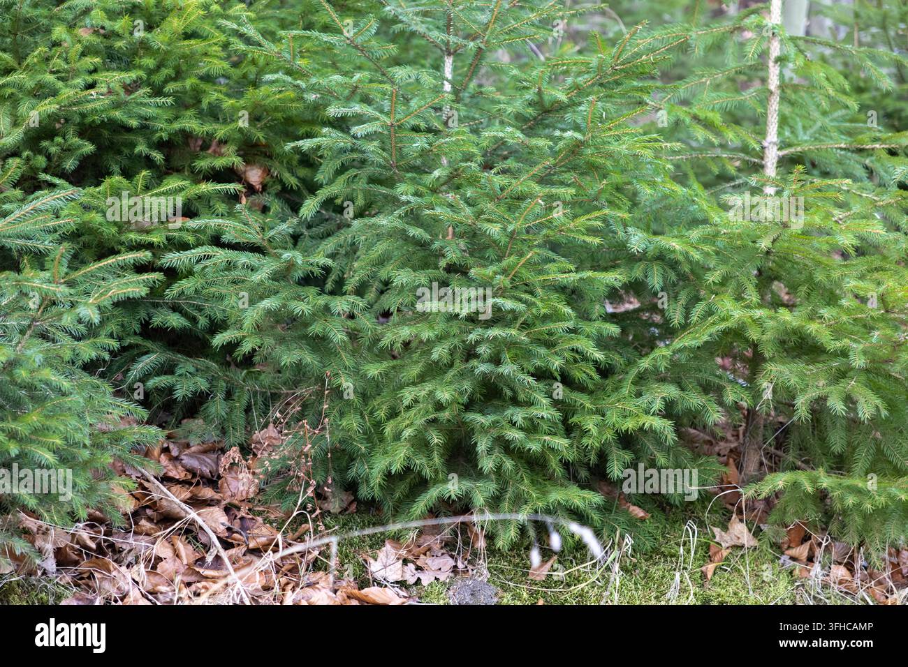Close-up des aiguilles vert vif sur de jeunes épicéas avec un sol forestier de feuilles brunes et de mousse, représentant la croissance naturelle et la forêt sereine Banque D'Images