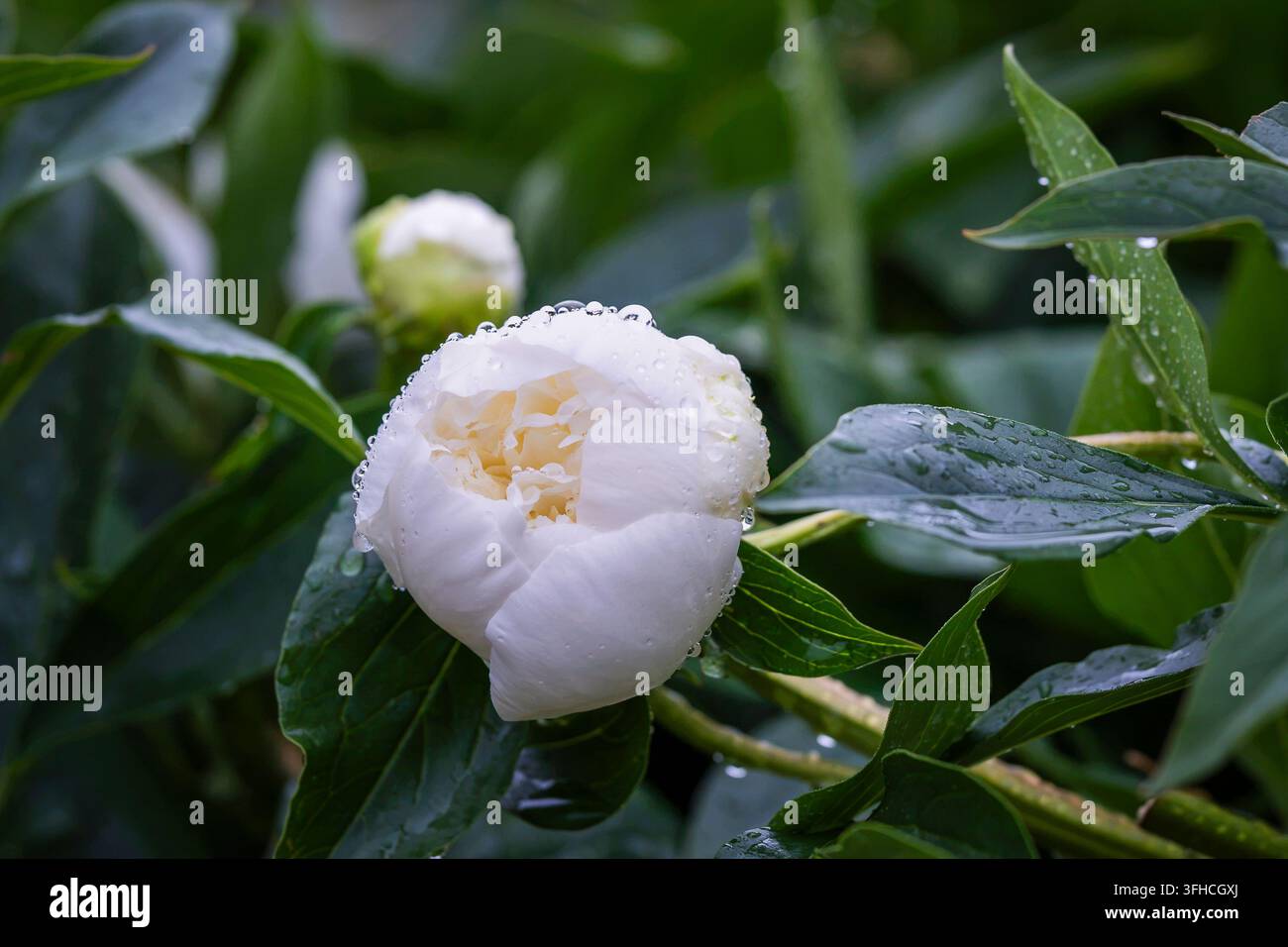 Paeonia lactiflora ‘Duchesse de Nemours’, communément appelée pivoine Duchesse de Nemours, avec une fleur blanche entièrement double recouverte de délicates gouttes de pluie. Banque D'Images