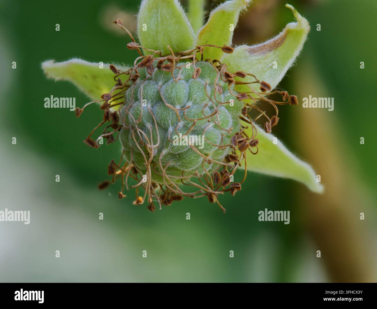 Photo empilée en mise au point d’un jeune fruit de framboise verte non mûr (Rubus idaeus) poussant après la floraison. Banque D'Images