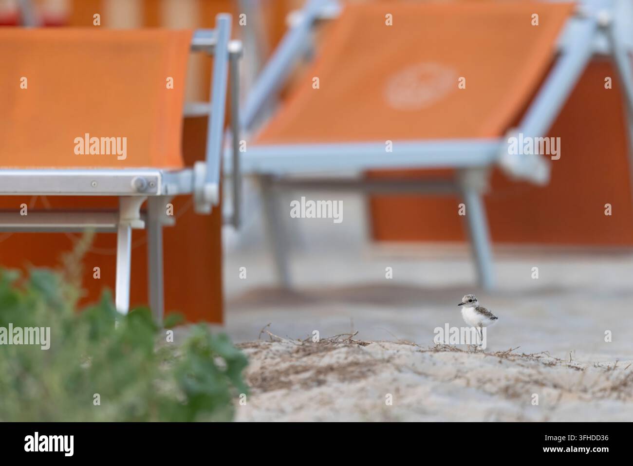 Poussin de pluvier Kentique (Charadrius alexandrinus) sur une plage de sable avec des transats orange flous en arrière-plan Banque D'Images