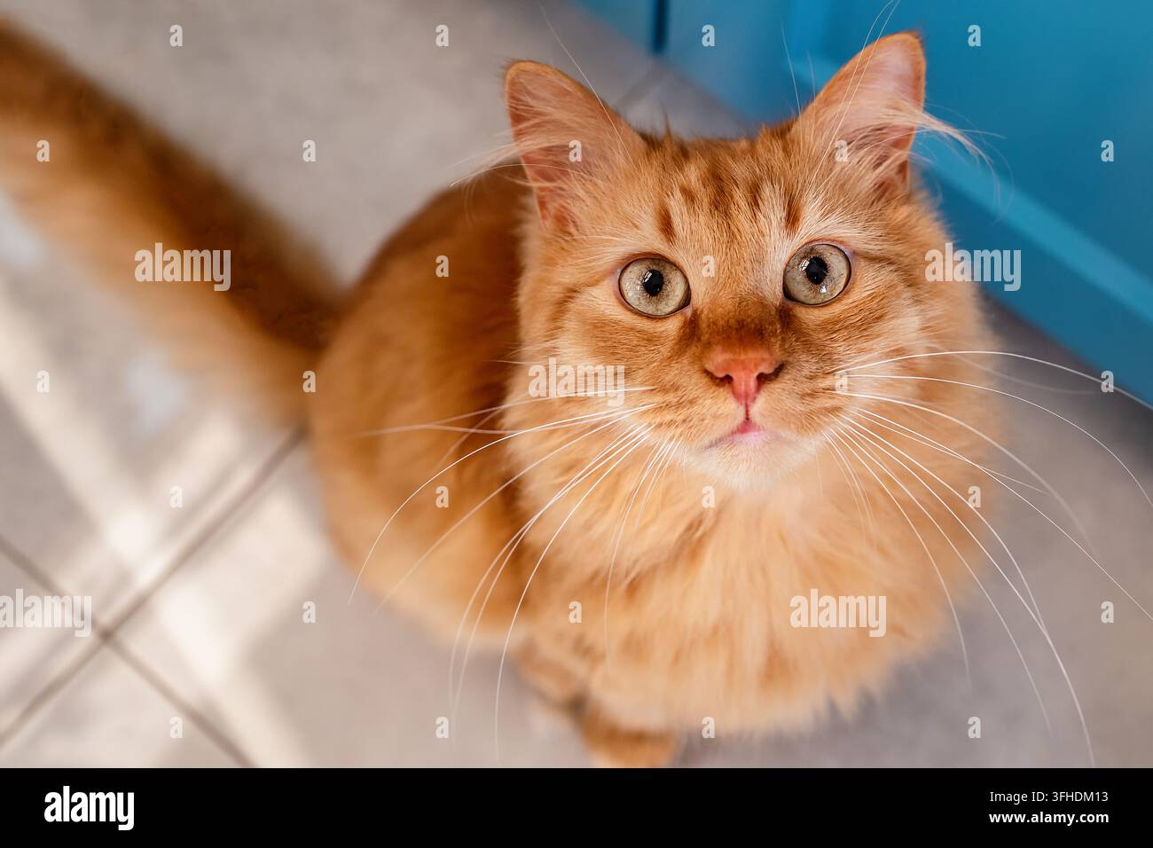 Chat roux duveteux regardant vers le haut à l'intérieur Banque D'Images