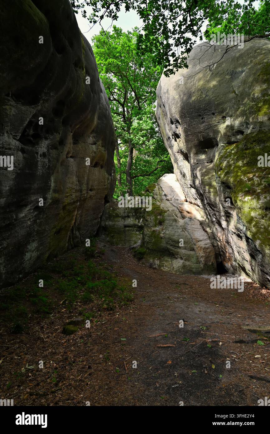 Falaises de grès lisses et érodées dans le labyrinthe forestier de Bílé kameny Banque D'Images