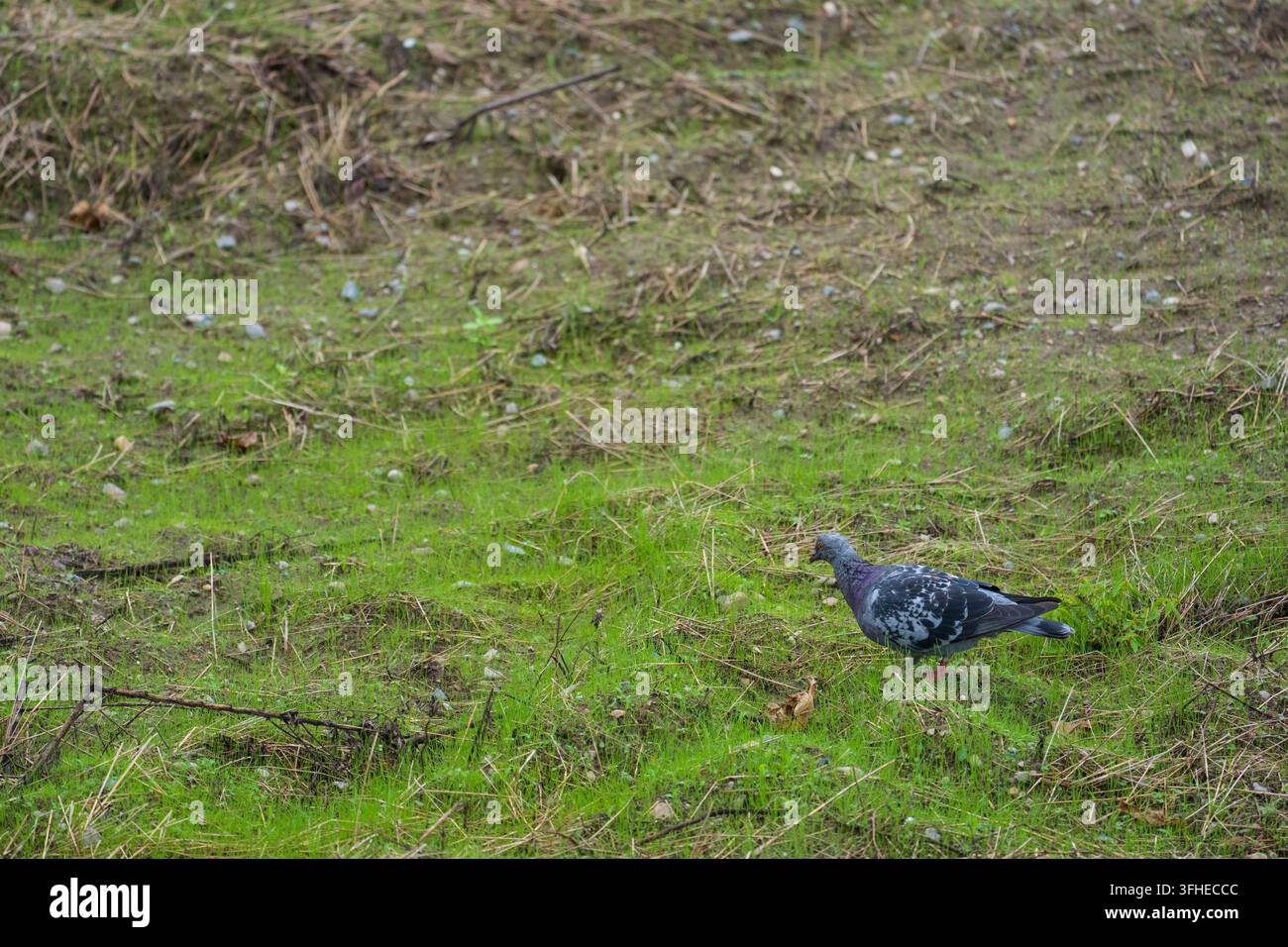 Un pigeon solitaire cherchant de la nourriture dans un champ vert vide Banque D'Images