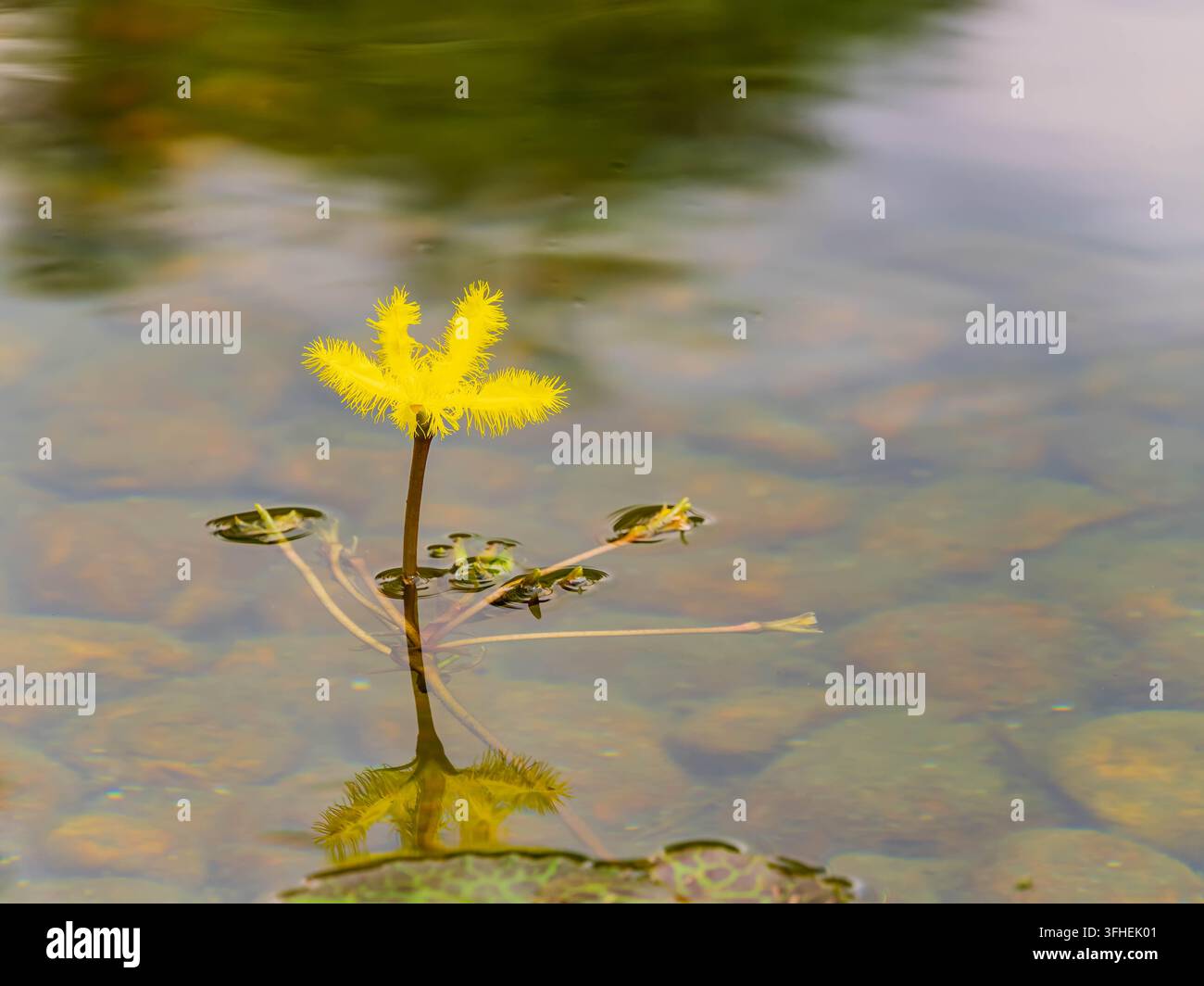 Une fleur de noix d'eau d'un jaune vif s'élève gracieusement à la surface, son reflet scintillant sur l'eau claire en dessous. Banque D'Images