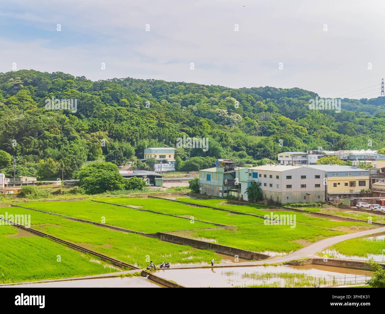 Des champs de riz d'un vert éclatant s'étendent au premier plan près de bâtiments ruraux, encadrés par une montagne couverte d'une végétation luxuriante sous un ciel lumineux. Banque D'Images