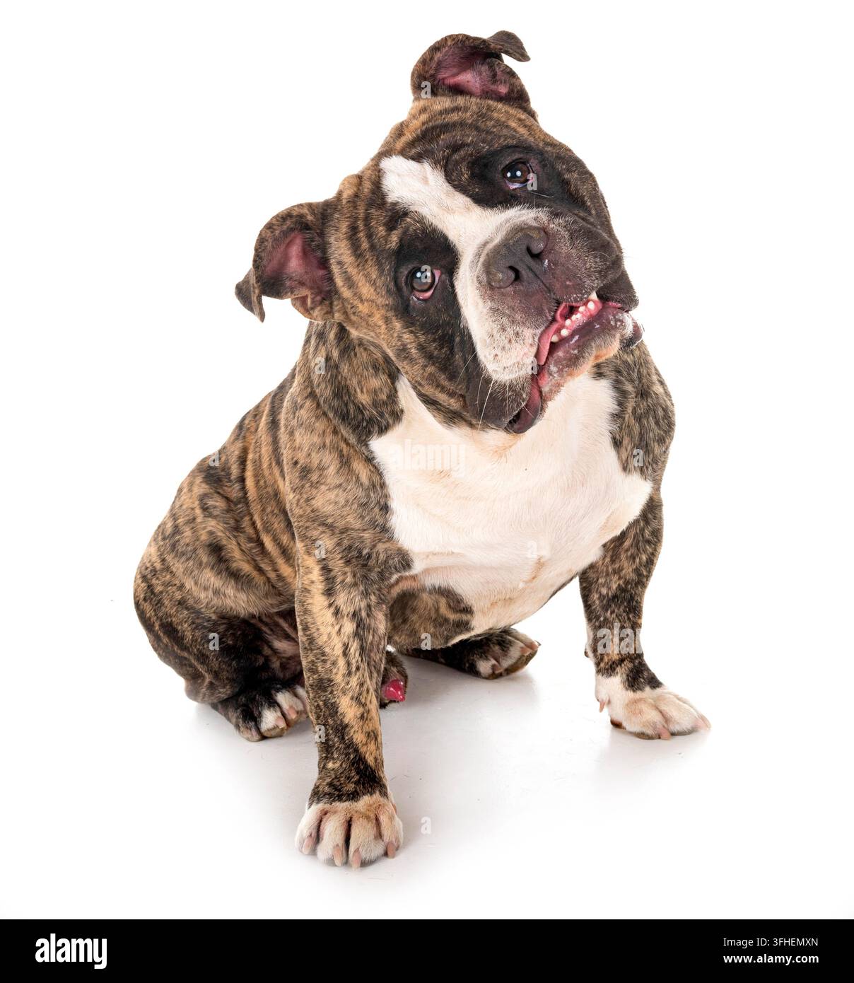 Homme american bully in front of white background Banque D'Images
