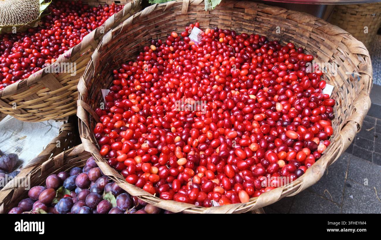 cerises de Cornouaille fraîches présentées dans un panier en osier tressé Banque D'Images