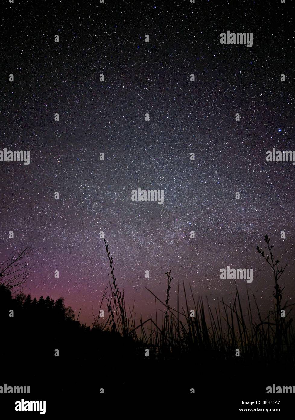 Voie lactée se dressant au-dessus d'une herbe sauvage en silhouette la nuit. La galaxie brille dans un ciel étoilé au-dessus de l'herbe et des arbres. Banque D'Images