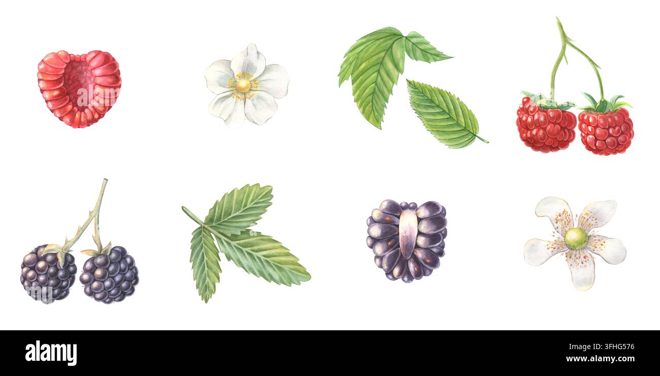 Set de framboises, mûres, entières, demi-baies, feuilles, fleurs. Illustration aquarellée peinte à la main isolée sur blanc pour aliments, thé, confiture, desserts Banque D'Images