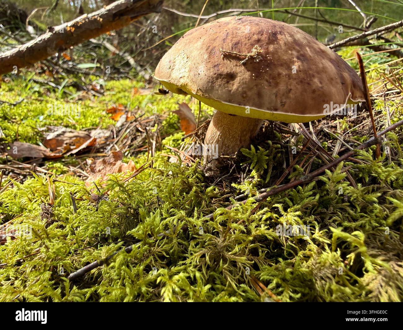 Champignon porcini mature (Boletus edulis) poussant dans de la mousse verte vibrante sur un sol forestier ensoleillé. Idéal pour les besoins en photos d’archives liés à la cueillette sauvage Banque D'Images