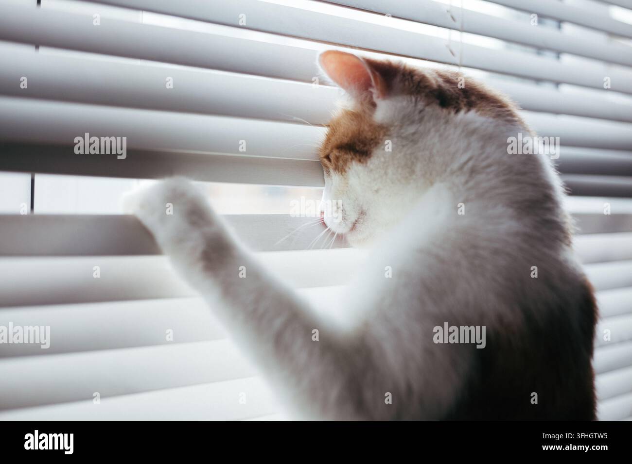 un chat blanc et roux à poils tigrés jetant un coup d'œil à travers les stores de bureau blancs Banque D'Images