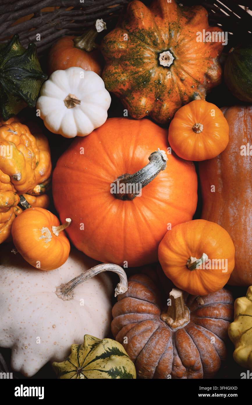 Courges ornementales mélangées remplissant le cadre avec des textures et des couleurs superposées d'automne. Fond de récolte saisonnier avec des courges et une ambiance rustique de campagne Banque D'Images