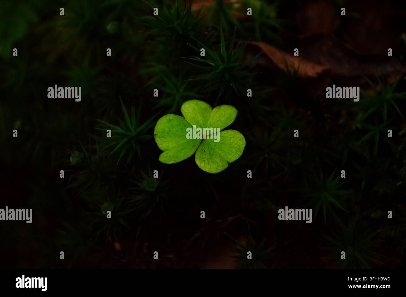 Trèfle à trois feuilles poussant parmi la mousse verte foncée d'une forêt en Irlande Banque D'Images