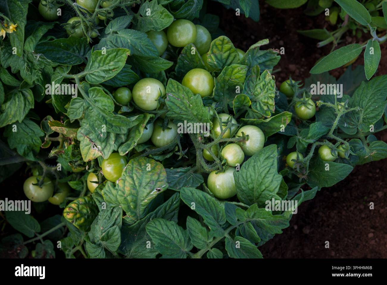 Tomates vertes non mûres poussant sur un buisson à côté d'herbes fraîches dans un parterre surélevé en bois. Banque D'Images