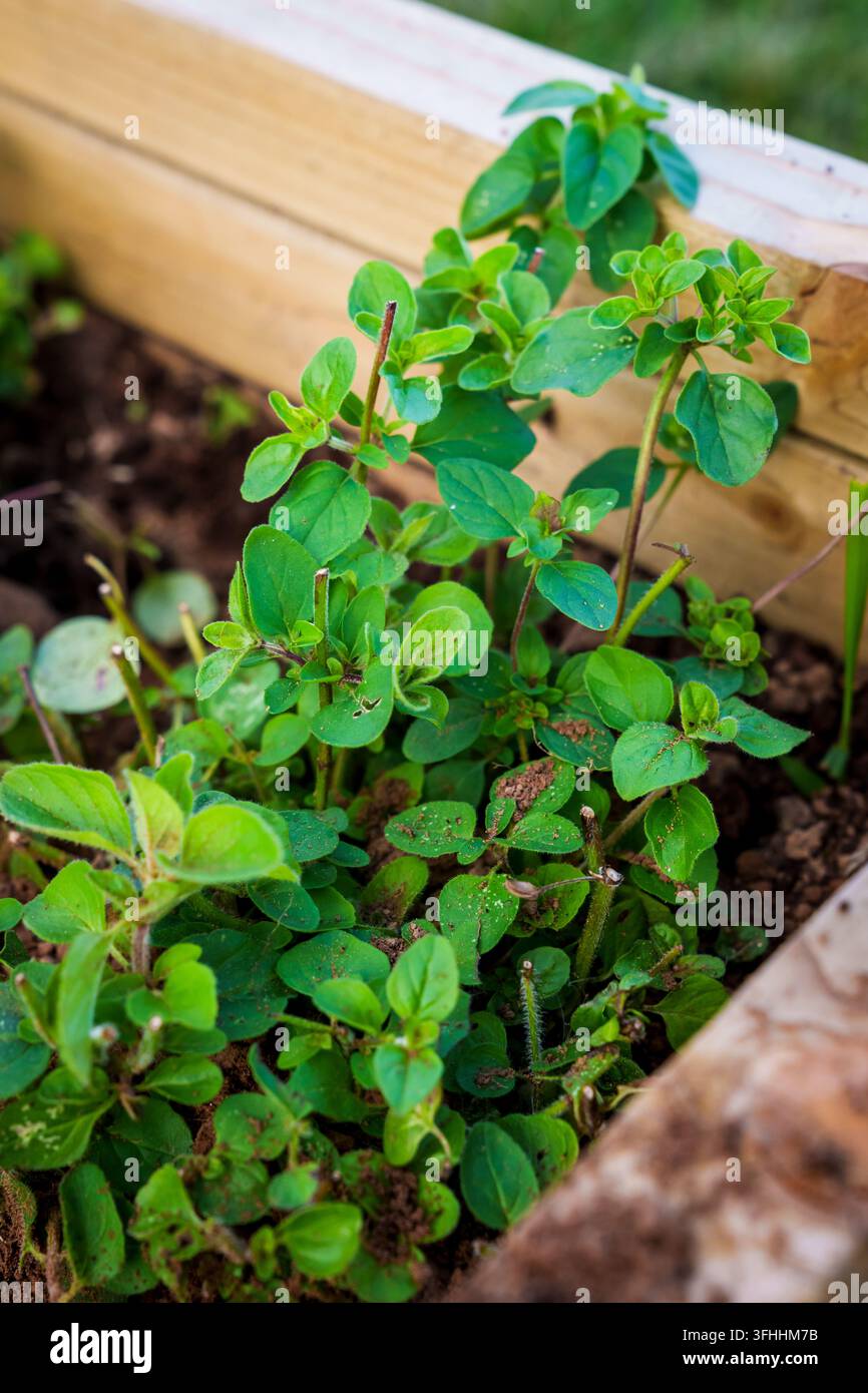 Plantes d'origan vert frais poussant dans la terre à l'intérieur d'une jardinière surélevée en bois. Banque D'Images